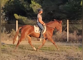 Andaluces, Yegua, 5 años, 150 cm, Alazán