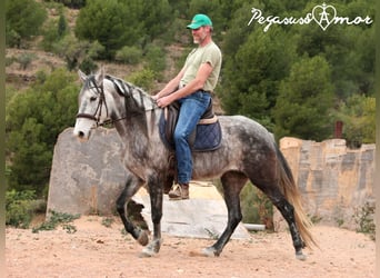 Andaluces, Yegua, 5 años, 153 cm, Tordo