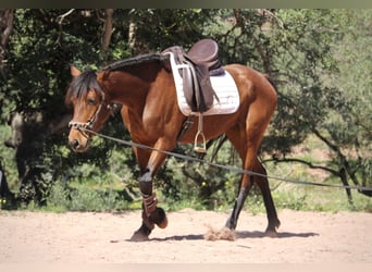 Andaluces Mestizo, Yegua, 5 años, 155 cm, Castaño