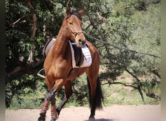 Andaluces Mestizo, Yegua, 5 años, 155 cm, Castaño