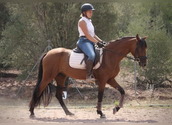 Andaluces Mestizo, Yegua, 5 años, 155 cm, Castaño