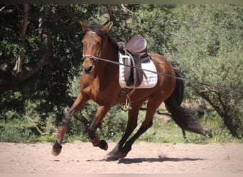 Andaluces Mestizo, Yegua, 5 años, 155 cm, Castaño