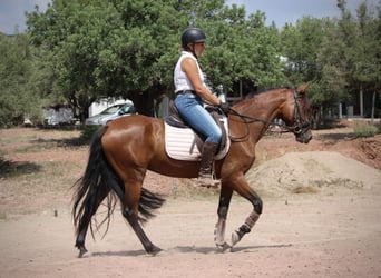 Andaluces Mestizo, Yegua, 5 años, 155 cm, Castaño