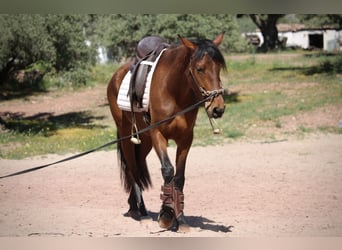 Andaluces Mestizo, Yegua, 5 años, 155 cm, Castaño