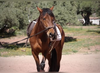 Andaluces Mestizo, Yegua, 5 años, 155 cm, Castaño