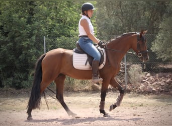 Andaluces Mestizo, Yegua, 5 años, 155 cm, Castaño