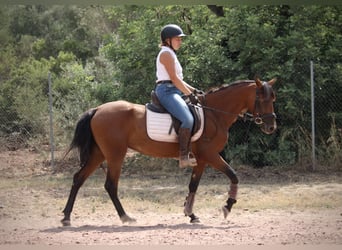 Andaluces Mestizo, Yegua, 5 años, 155 cm, Castaño