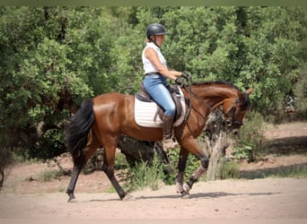 Andaluces Mestizo, Yegua, 5 años, 155 cm, Castaño