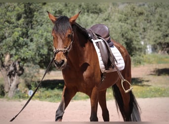 Andaluces Mestizo, Yegua, 5 años, 155 cm, Castaño