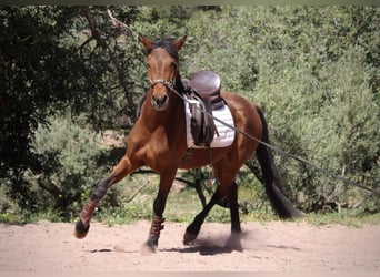 Andaluces Mestizo, Yegua, 5 años, 155 cm, Castaño