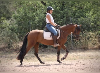 Andaluces Mestizo, Yegua, 5 años, 155 cm, Castaño