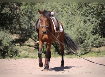 Andaluces Mestizo, Yegua, 5 años, 155 cm, Castaño