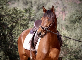 Andaluces Mestizo, Yegua, 5 años, 155 cm, Castaño