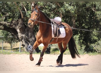 Andaluces Mestizo, Yegua, 5 años, 155 cm, Castaño