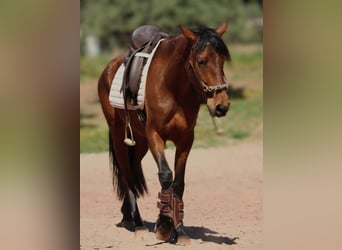Andaluces Mestizo, Yegua, 5 años, 155 cm, Castaño claro