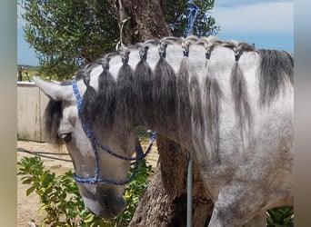 Andaluces, Yegua, 5 años, 155 cm, Tordo rodado