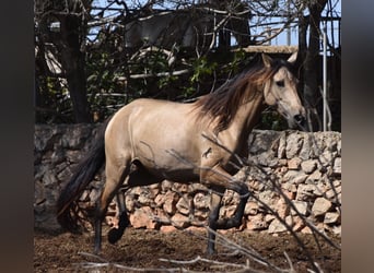 Andaluces, Yegua, 5 años, 157 cm, Bayo