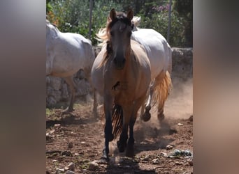 Andaluces, Yegua, 5 años, 157 cm, Bayo