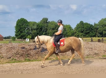 Andaluces Mestizo, Yegua, 5 años, 157 cm, Palomino