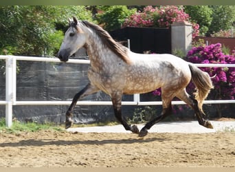 Andaluces, Yegua, 5 años, 157 cm, Tordo