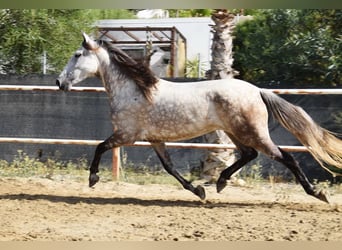 Andaluces, Yegua, 5 años, 157 cm, Tordo