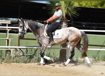 Andaluces, Yegua, 5 años, 157 cm, Tordo