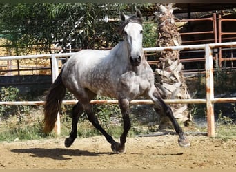 Andaluces, Yegua, 5 años, 157 cm, Tordo