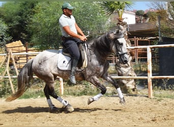Andaluces, Yegua, 5 años, 157 cm, Tordo