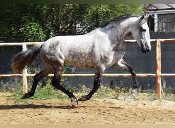 Andaluces, Yegua, 5 años, 157 cm, Tordo