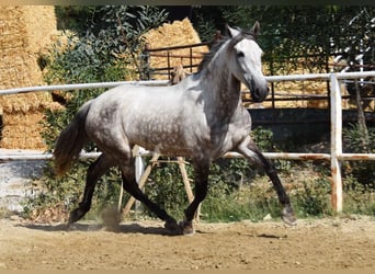 Andaluces, Yegua, 5 años, 157 cm, Tordo