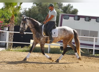 Andaluces, Yegua, 5 años, 157 cm, Tordo