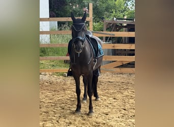 Andaluces Mestizo, Yegua, 5 años, 158 cm, Negro