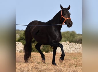 Andaluces, Yegua, 5 años, 158 cm, Negro