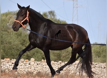 Andaluces, Yegua, 5 años, 158 cm, Negro