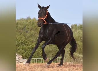 Andaluces, Yegua, 5 años, 158 cm, Negro