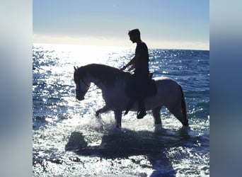 Andaluces, Yegua, 5 años, 158 cm, Tordo