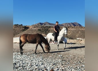 Andaluces, Yegua, 5 años, 158 cm, Tordo