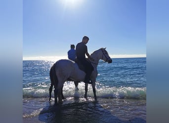 Andaluces, Yegua, 5 años, 158 cm, Tordo