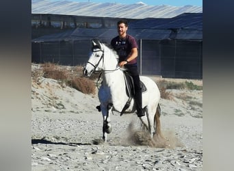 Andaluces, Yegua, 5 años, 158 cm, Tordo