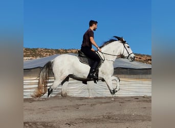 Andaluces, Yegua, 5 años, 158 cm, Tordo