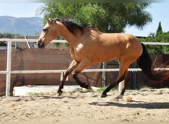 Andaluces, Yegua, 5 años, 159 cm, Bayo