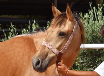 Andaluces, Yegua, 5 años, 159 cm, Bayo