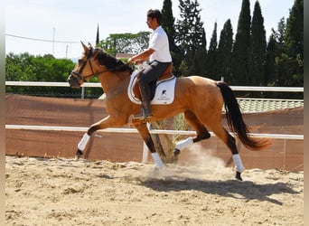 Andaluces, Yegua, 5 años, 159 cm, Bayo