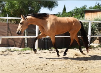 Andaluces, Yegua, 5 años, 159 cm, Bayo