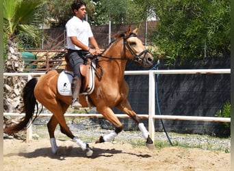 Andaluces, Yegua, 5 años, 159 cm, Bayo