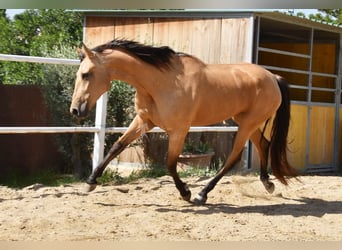 Andaluces, Yegua, 5 años, 159 cm, Bayo