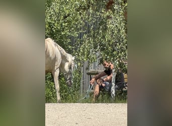 Andaluces, Yegua, 5 años, 159 cm, Cremello