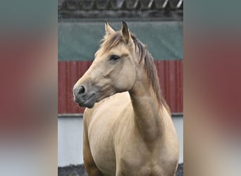 Andaluces, Yegua, 5 años, 161 cm, Bayo