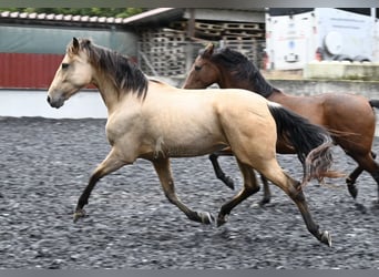 Andaluces, Yegua, 5 años, 161 cm, Bayo