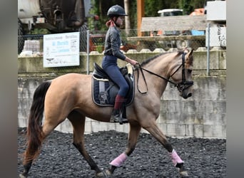 Andaluces, Yegua, 5 años, 161 cm, Bayo